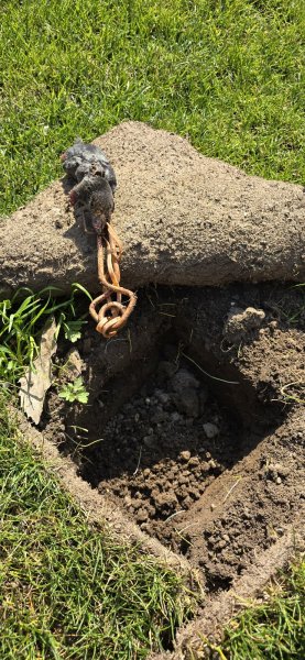 NGAN VAL D'OISE - Entreprise Anti-Nuisibles - photo 3