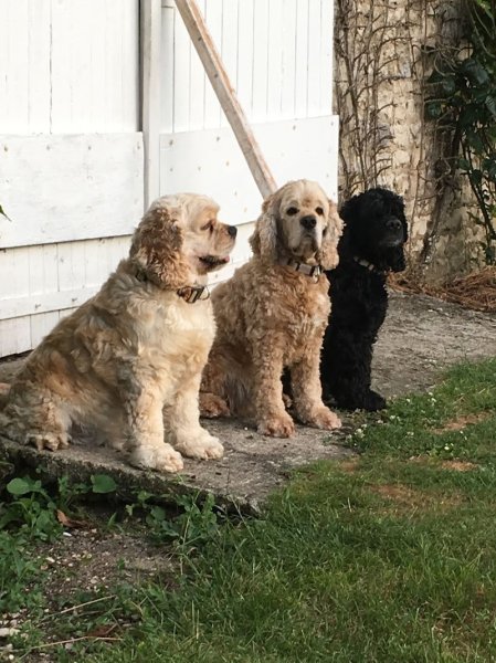 Rev'Animal - photo 3